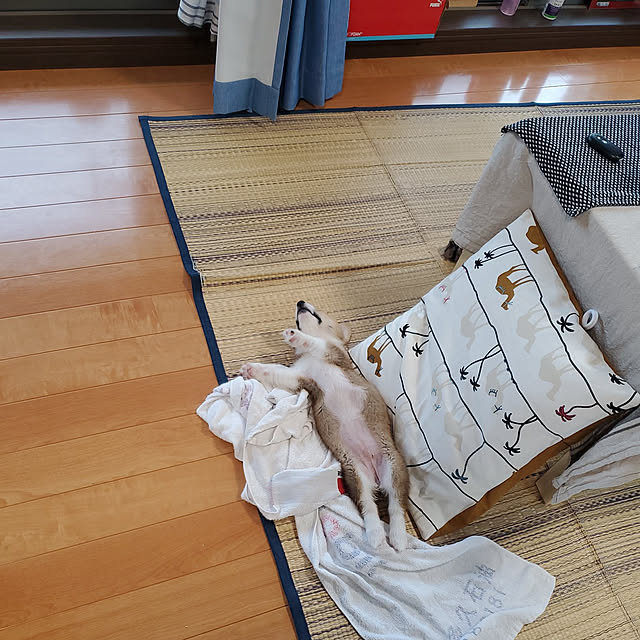 kanaさんの実例写真