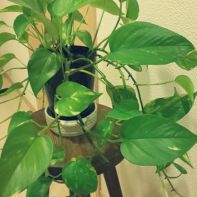 KOHAKUさんの実例写真