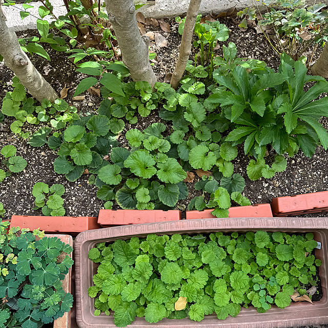 mamizaさんの部屋