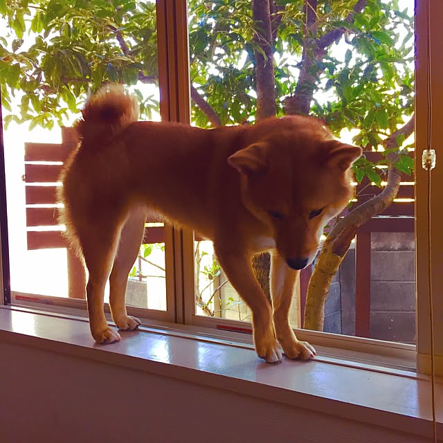 botannさんの実例写真
