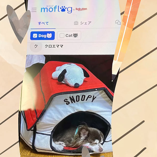 chIoeさんの実例写真