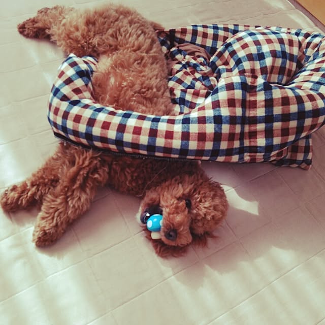 tomoki.さんの実例写真