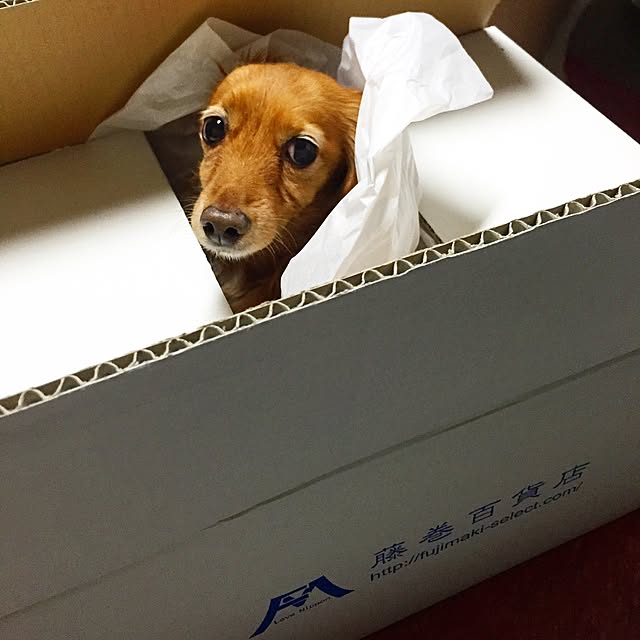 sakuさんの実例写真