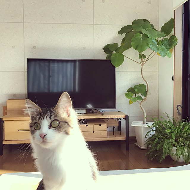momorenseichanさんの部屋