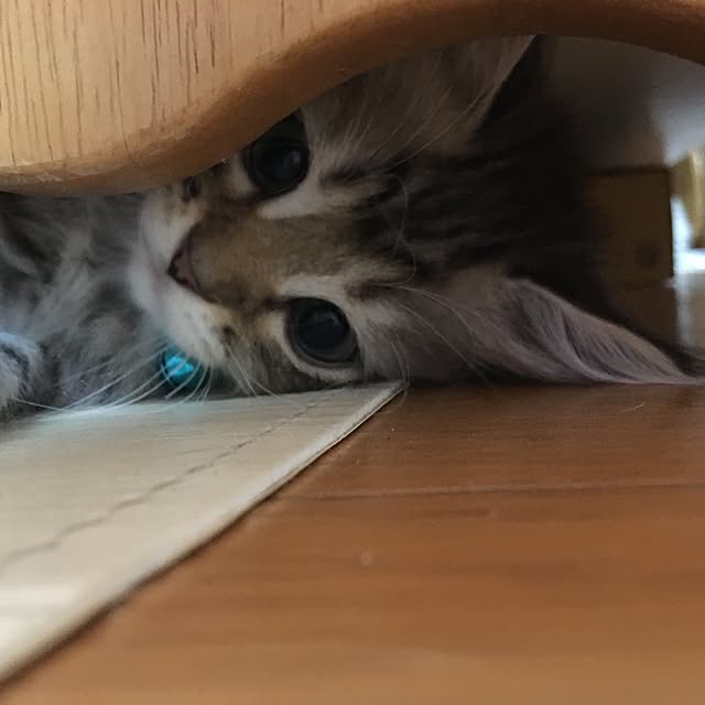 CATさんの実例写真