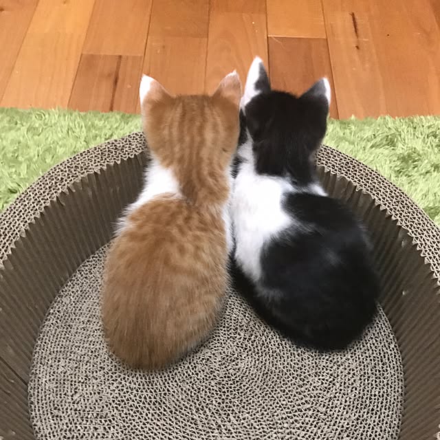 noraさんの実例写真