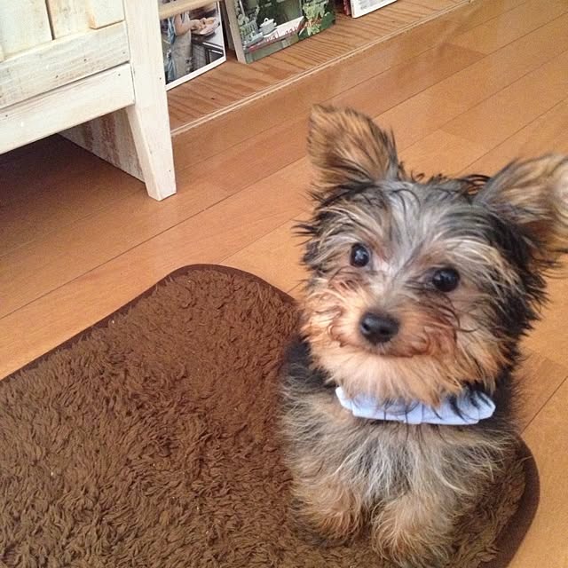 mayuoさんの実例写真