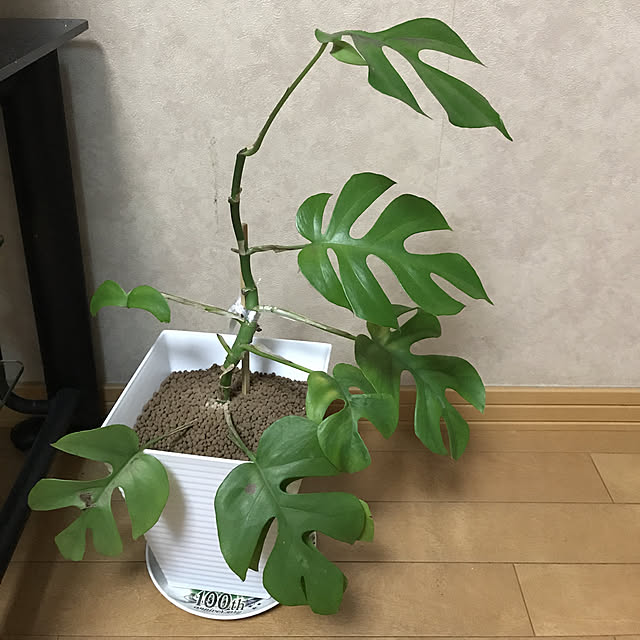 chitanpuriさんの実例写真