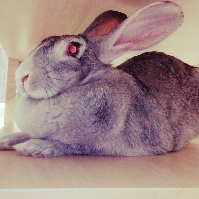 MARIさんの実例写真