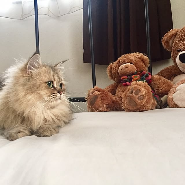 butachanさんの実例写真