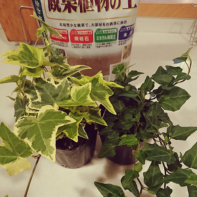 miniさんの実例写真