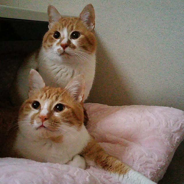 yumiさんの実例写真