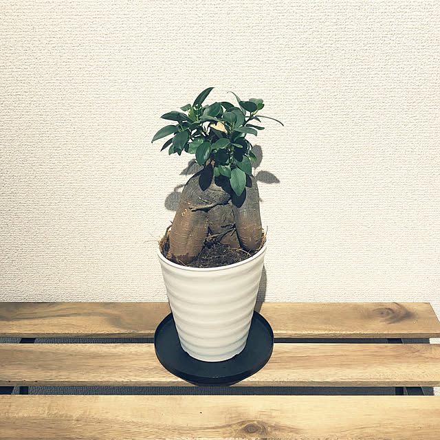 シンボルツリー/グリーンインテリア/観葉植物/植物/グリーン...などのインテリア実例 - 2021-05-08 18:24:30