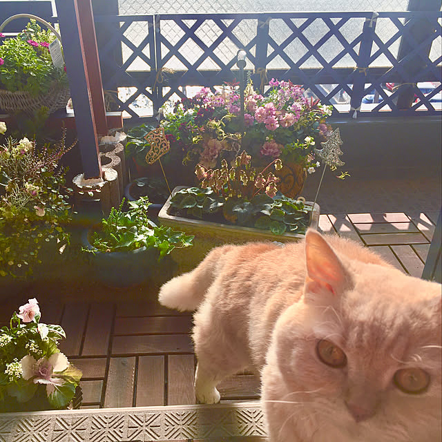 naokoさんの実例写真