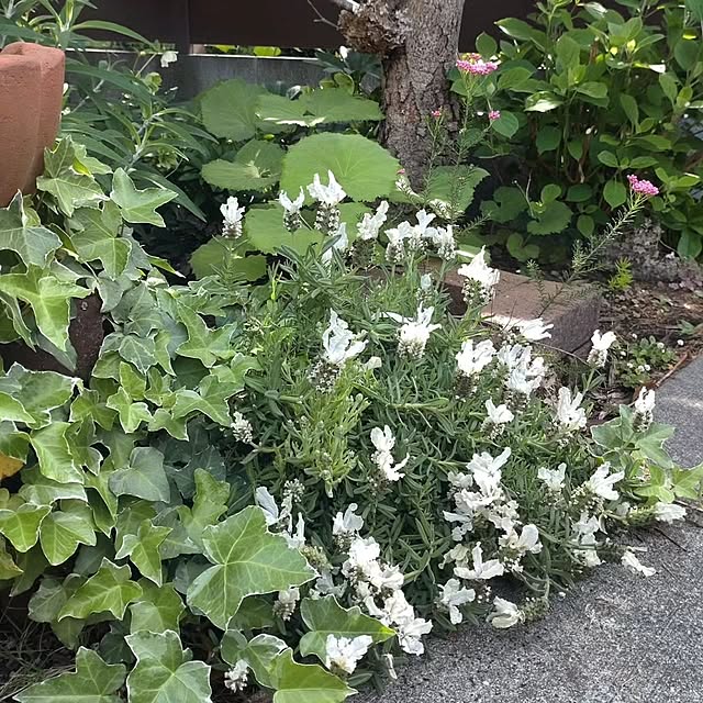 figaroさんの部屋