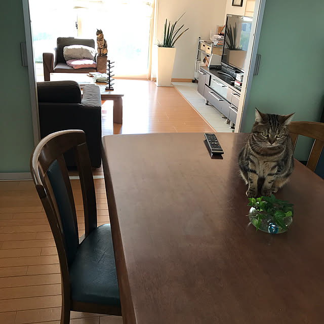 実例写真