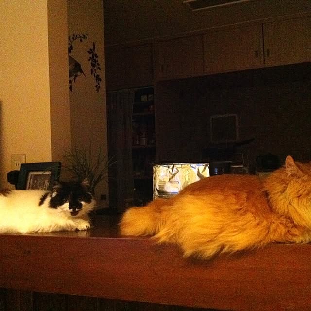 shigimiさんの実例写真