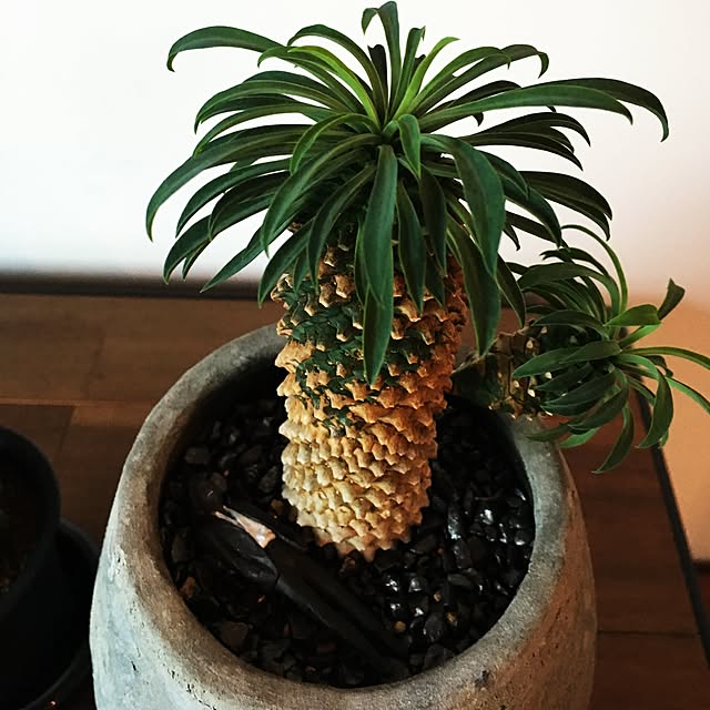 funqtaroさんの実例写真