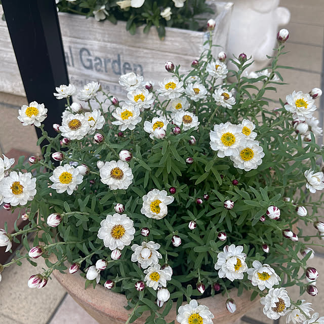 chikaさんの実例写真