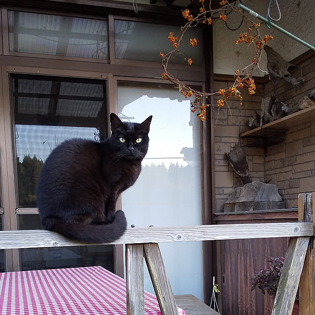 RINさんの実例写真