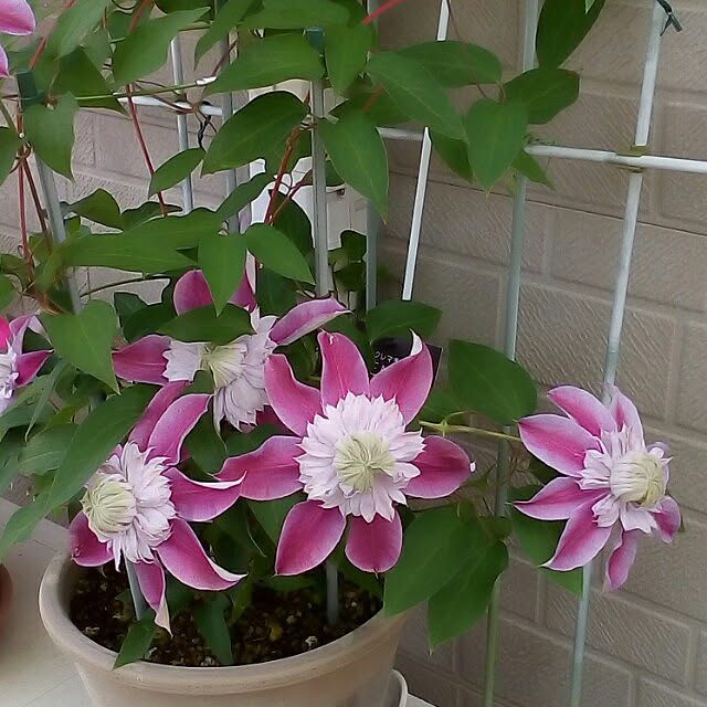 mariagardenさんの実例写真