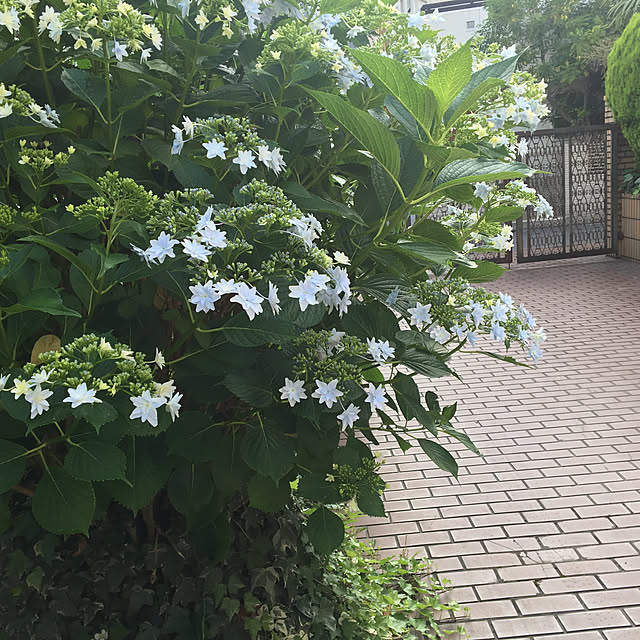 akkoさんの実例写真