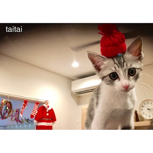taitaiさんの実例写真