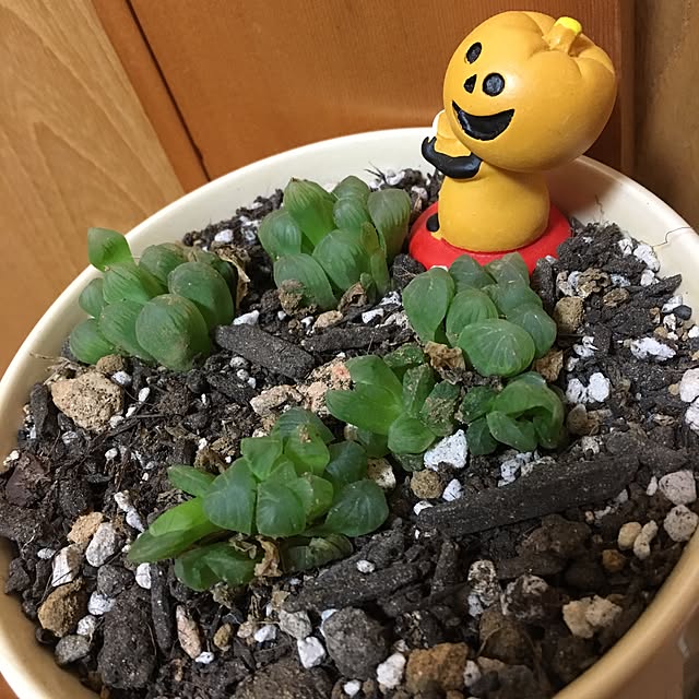 CHIROさんの実例写真