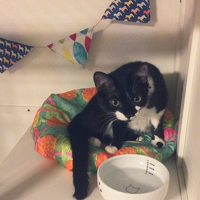 kitさんの実例写真