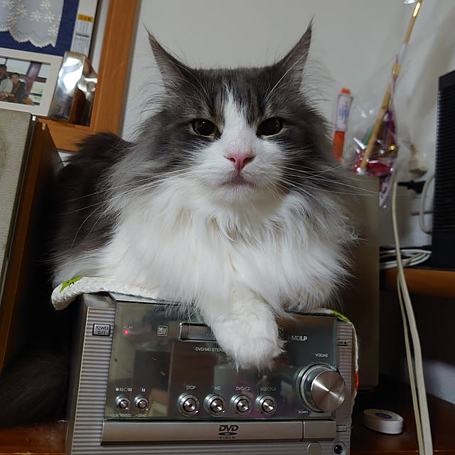 shinobuさんの実例写真