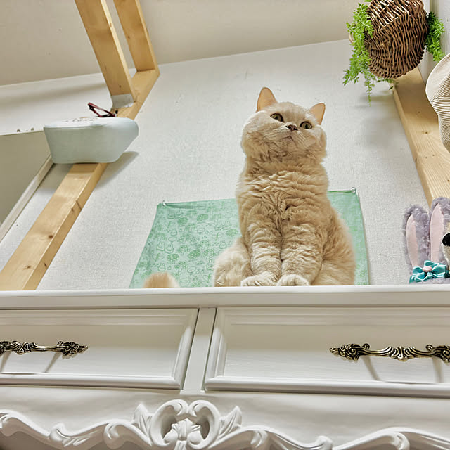 naokoさんの実例写真
