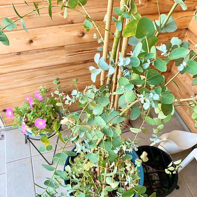 Minteaさんの部屋