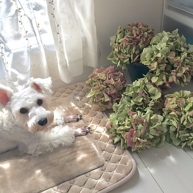 suzyさんの実例写真