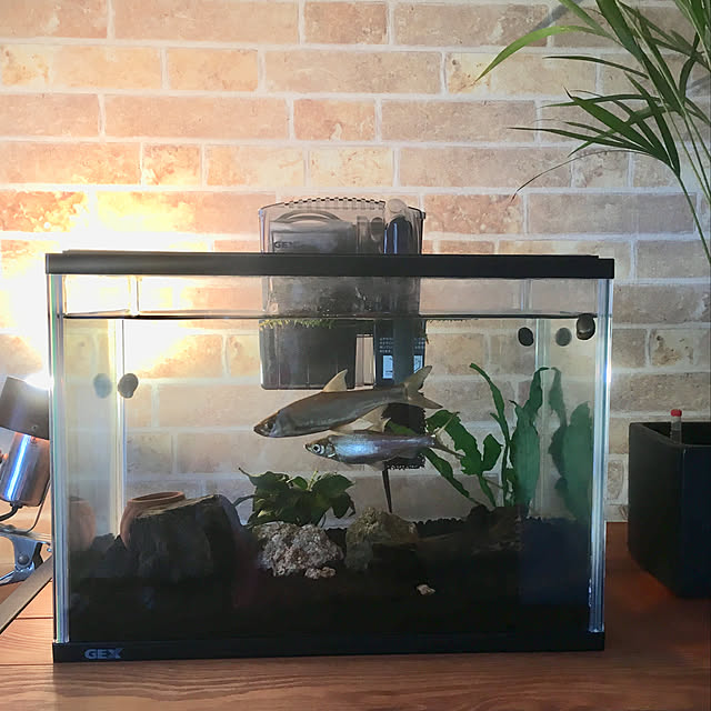 sunny_plantsさんの実例写真