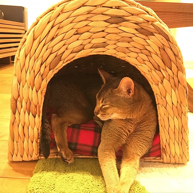 sakineko528さんの実例写真