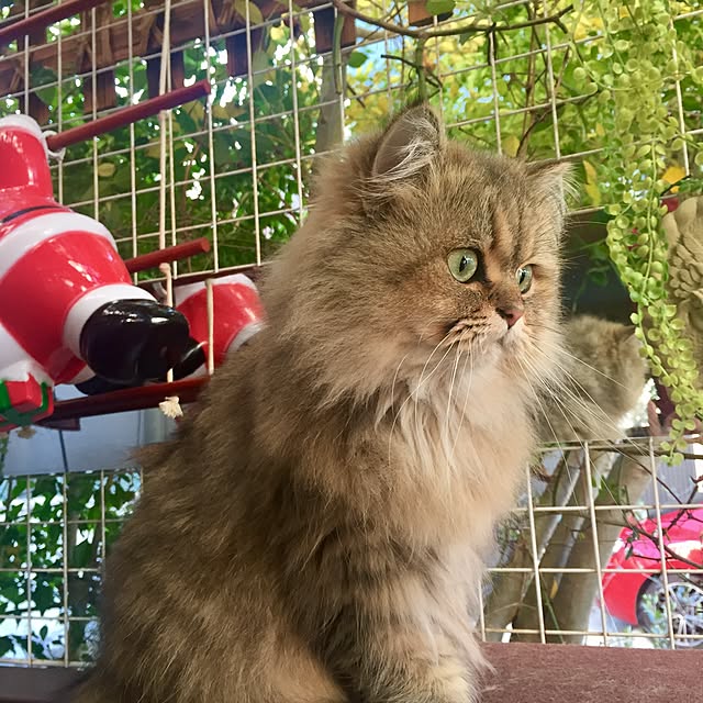 butachanさんの実例写真