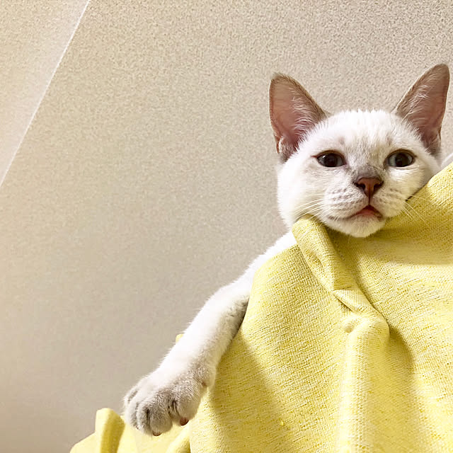 Honamiさんの実例写真
