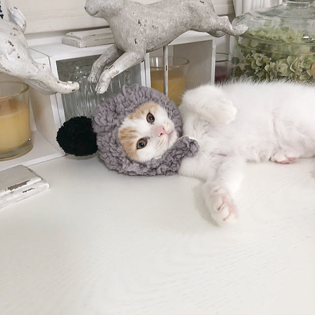 yuchiさんの実例写真