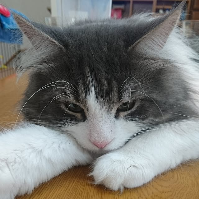 shinobuさんの実例写真