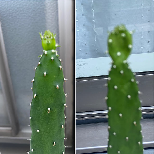 YuuKoさんの実例写真