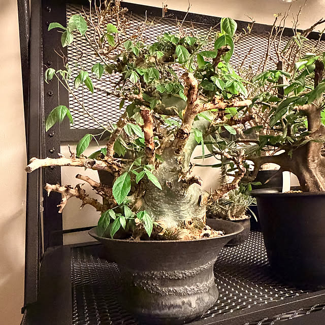nuruiさんの部屋