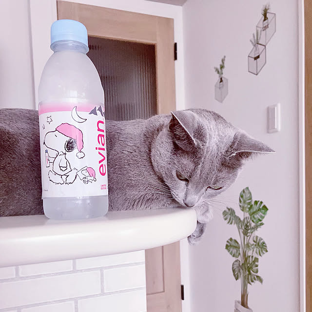 snoopyさんの実例写真