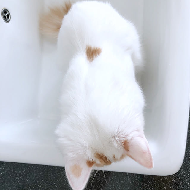 yuchiさんの実例写真