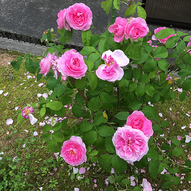 kakoさんの実例写真