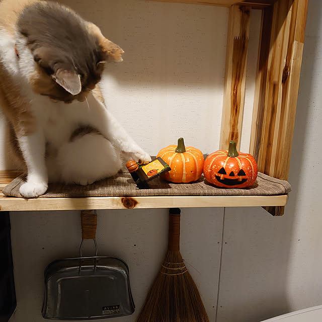 fukuさんの実例写真