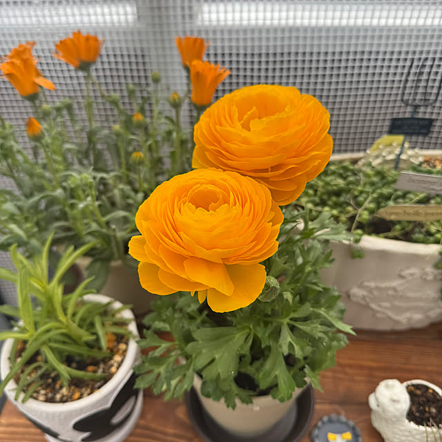 miyuさんの実例写真