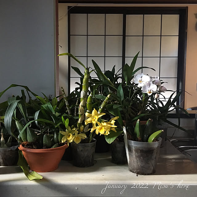 misaさんの実例写真