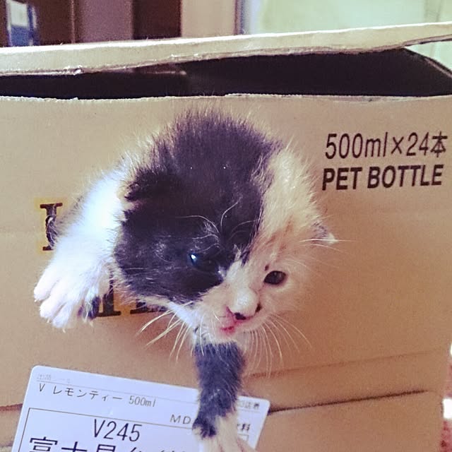 kuuaさんの実例写真