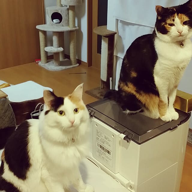 kumi-kumiさんの実例写真