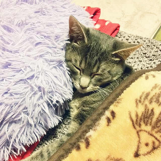 oyumiさんの実例写真